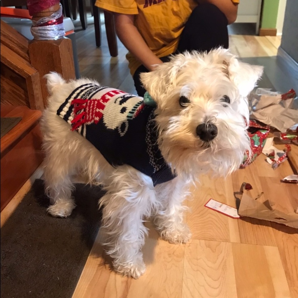Winter Sweater for Dogs (S)